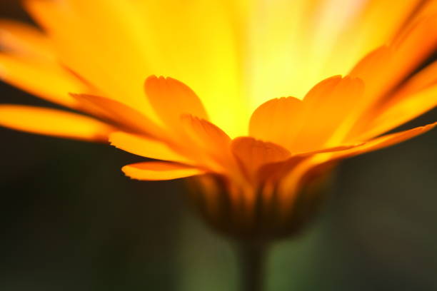 beautiful floral background