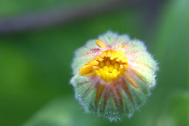 Vibrant macro photograph of a Calendula officinalis (Pot Marigold) showcasing its intricate petal structure and sunny hues. Perfect for herbal, medicinal, and nature-inspired designs