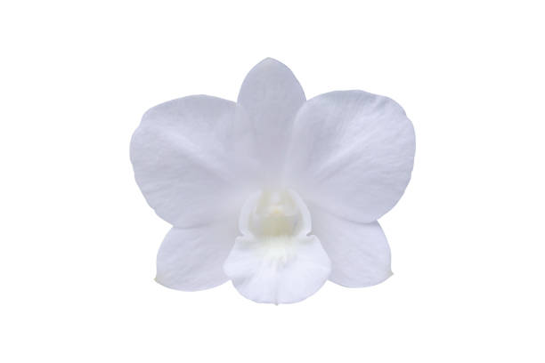 istock Beautiful white orchid flower isolated on white background 2196105430
