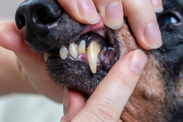istock Dog dental checkup with hands examining canine teeth close-up 2196105569