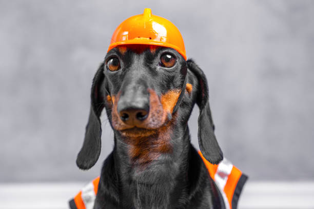 istock Adorable dachshund dressed as construction worker in orange hard hat and vest 2196105586