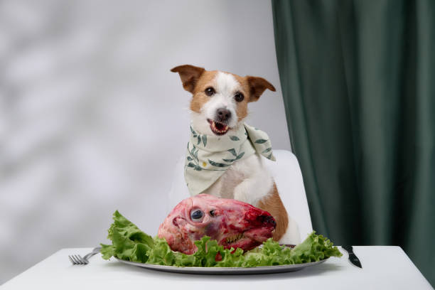 istock Jack Russell with food on table 2196105888