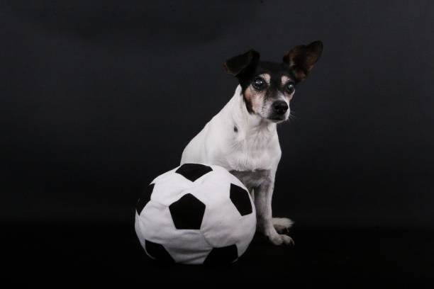small jack russell terrier sits in the dark studio next to a big soft soccer ball