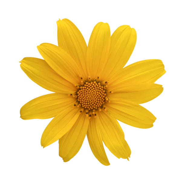 istock Tree marigold or Mexican flower Isolated on white background, clipping path 2196107656