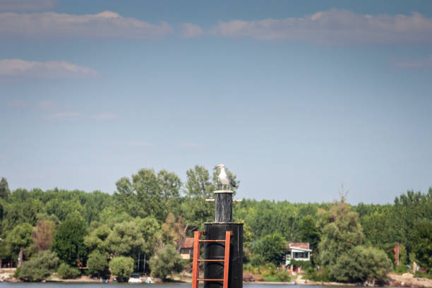 This image shows a solitary Herring gull standing atop a bollard near the Danube River in Belgrade, Serbia. The serene waters and leafy riverbank form a picturesque backdrop, capturing a moment of quiet observation. The gull, typical of urban waterways, symbolizes the meeting of nature and city life. As sunlight bathes the river in summers glow, the photo highlights Belgrades scenic environment, blending wildlife habitats with an evolving urban landscape along Europes second-longest river.