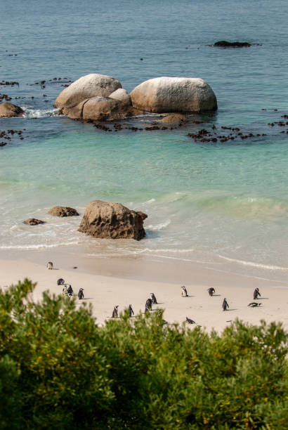 istock Boulders Beach in South Africa 2196108337