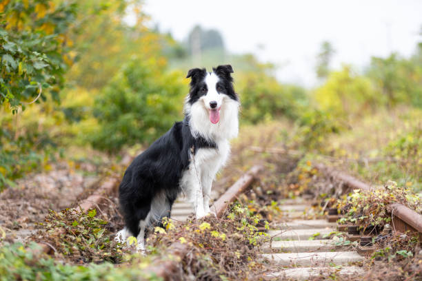 istock Abandoned railway tracks in Jingjiang, Jiangsu 2196108436