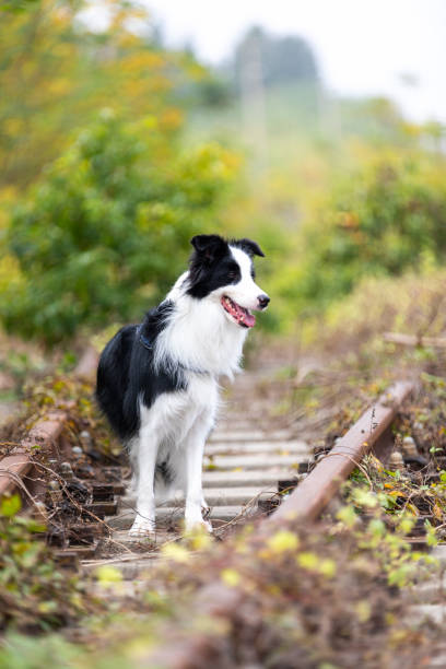 istock Abandoned railway tracks in Jingjiang, Jiangsu 2196108740