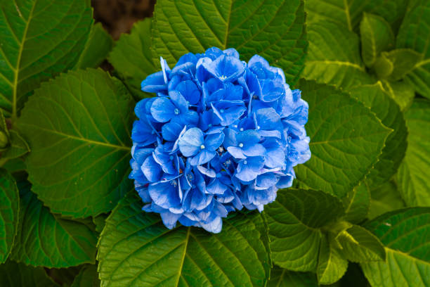 A top down view of a blue hydrangea in full bloom with beautiful broad green leafs in the background.