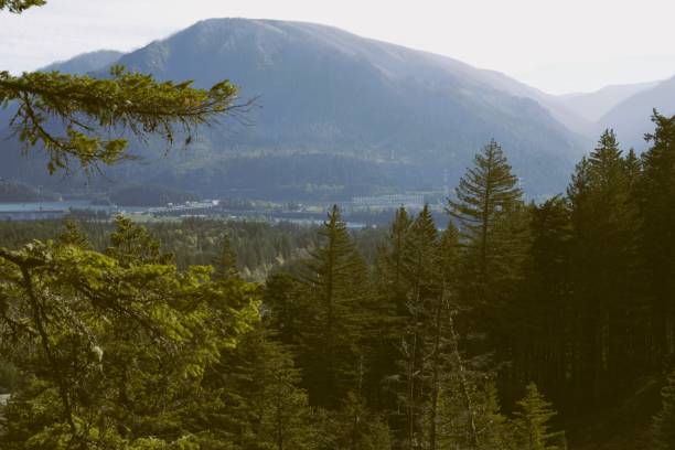 istock View of Cascade Mountain range in a dense pine woodland 2196113584