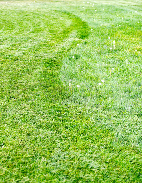 Old Garden Hedge Shears with Wooden Handles on Fresh Green Grass