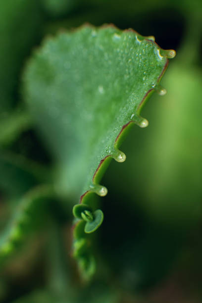 istock Green Leafs and Plants in Nature 2196115511
