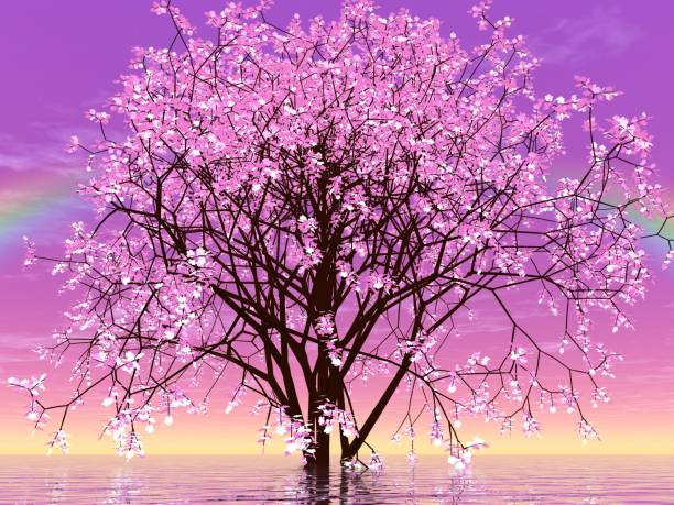 istock Fantastic landscape of Cherry Blossoms and Rainbow 2196117102