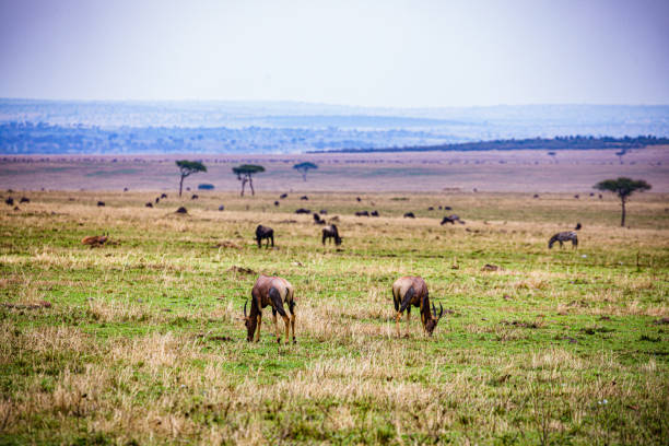 Maasai Mara National Game Reserve Park Narok County Kenya East Africa Great Rift Valley Savannah Grasslands Landscapes Panoramic Scenic Views Dramatic Clouds Explore