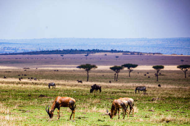 istock Wildlife paradise wild animals impala antelope zebras wildebeest 2196118806
