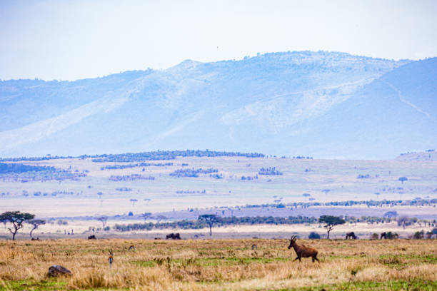 istock Wildlife paradise wild animals impala antelope zebras wildebeest 2196118835