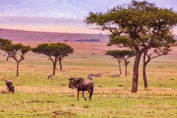 istock Wildlife paradise wild animals impala antelope zebras wildebeest 2196118889