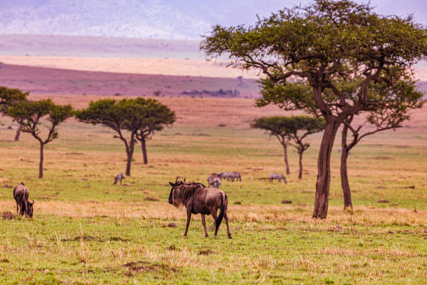 istock Wildlife paradise wild animals impala antelope zebras wildebeest 2196118902