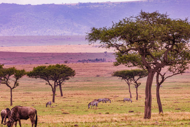 istock Wildlife paradise wild animals impala antelope zebras wildebeest 2196118907