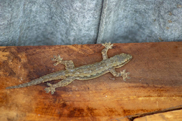 istock house lizard on wooden board 2196119427