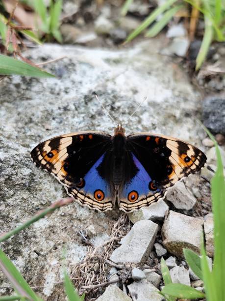 istock Beautiful black and purple butterflies perched on the rocks 2196124608