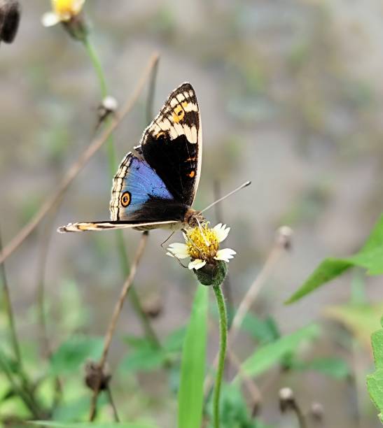 istock A beautiful black and purple butterfly landed on a flower 2196124706