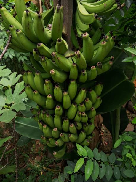 istock A bunch of young ambon bananas 2196126232