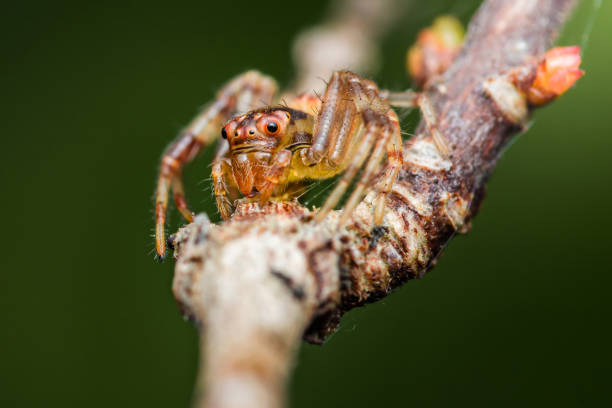 istock Jumping spider perched on branch with intense gaze 2196126605