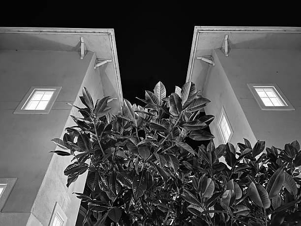 Black and white photo of two symmetrically positioned buildings with illuminated windows at night, framed by a tree in the center foreground.