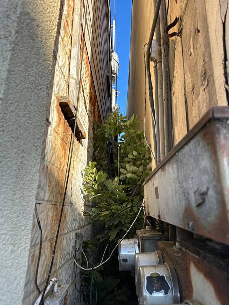 istock Color Alley with Plant 2196127614