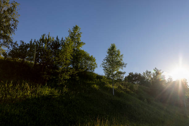 birches growing on a hill against a blue sky background, young low trees with green foliage, The sun is shining in the sky