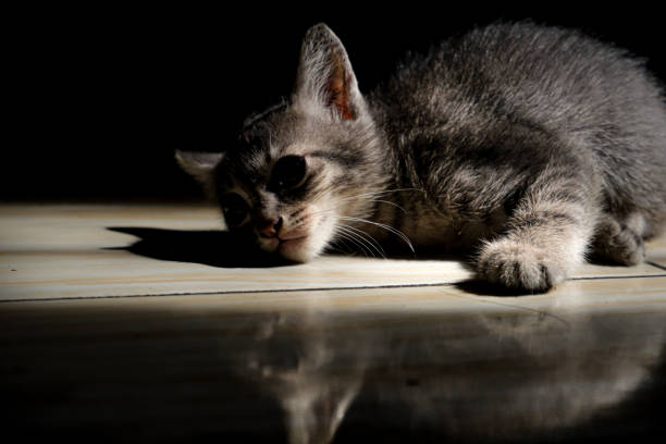 Play with lovely cats
