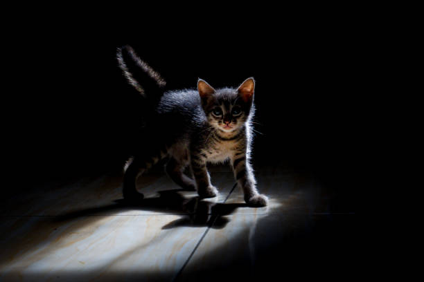 istock Dramatic Portrait of a Kitten in Low Light 2196129334