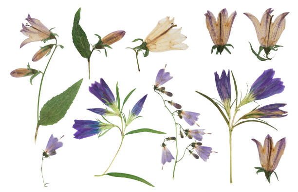 istock Pressed and dried flowers campanula, isolated on white background. For use in scrapbooking, floristry or herbarium. 2196129420