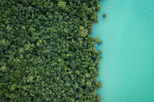 istock An aerial view of a lush mangrove forest with a river. 2196129421