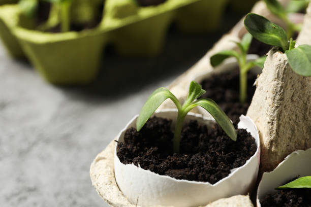 istock Growing plants in egg box, creative way to grow plants 2196129559
