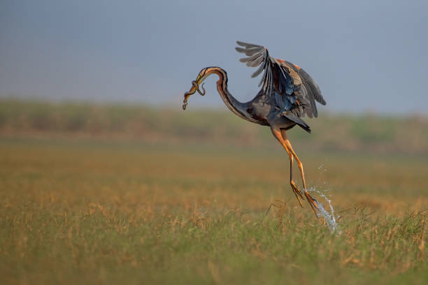 istock Purple heron bird with a catch 2196129566