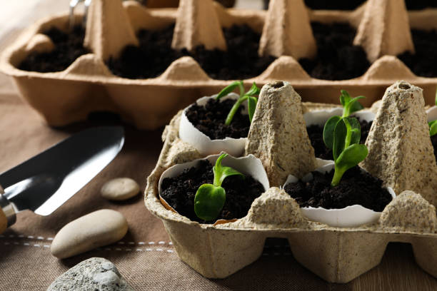 istock Growing plants in egg box, creative way to grow plants 2196129656