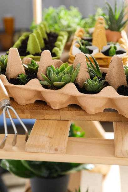 istock Growing plants in egg box, creative way to grow plants 2196129712