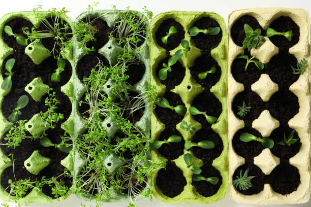 istock Growing plants in egg box, creative way to grow plants 2196129881