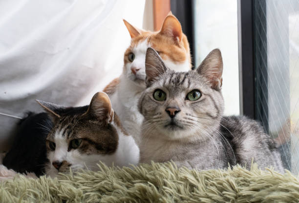 istock Three cute cats relaxing by the window 2196130473