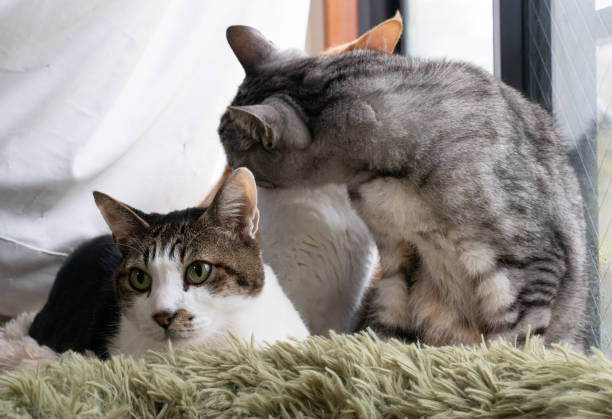 istock Three cute cats relaxing by the window 2196130489