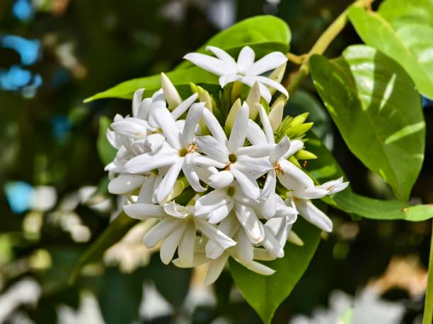 istock Star jasmine flower (Jasminum multiflorum) in the afternoon 2196131506