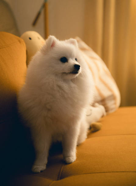 istock White puppy on a cozy couch 2196137827