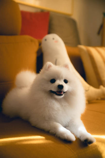 istock White puppy on a cozy couch 2196138121