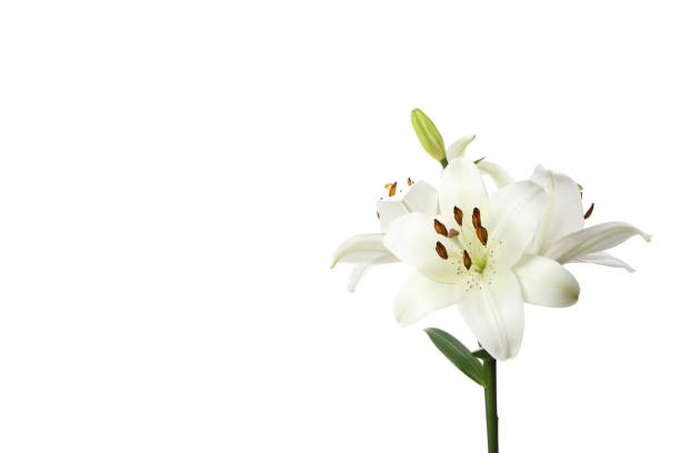 istock PNG, lily flower isolated on white background. 2196138213