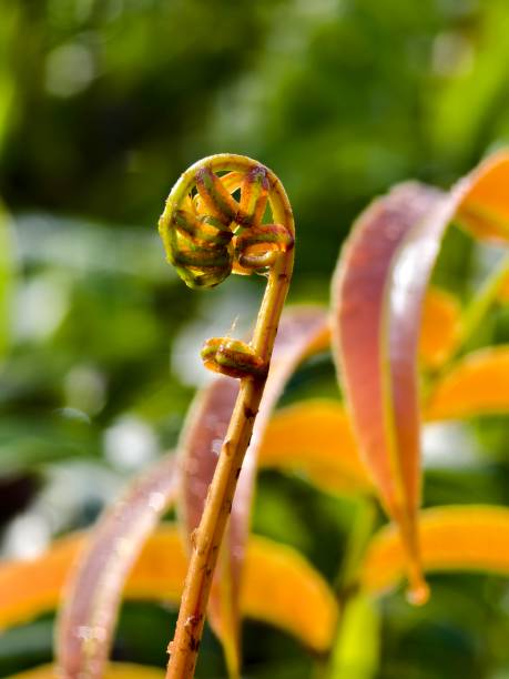 istock young kelakai plants that are still coiled 2196139162