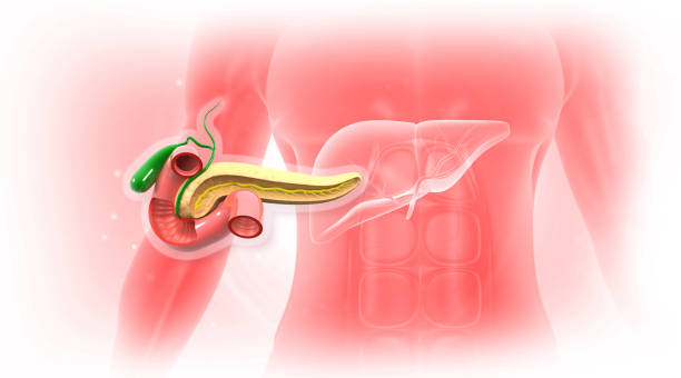 istock Pancreas anatomy with human liver 2196141261