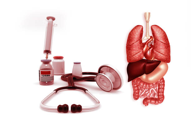 3D Illustration Concept of Human Internal Organs Anatomy