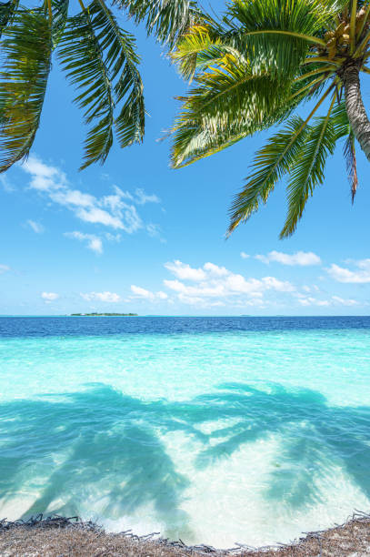 istock Coconut palm trees and tropical turquoise sea with sunny blue sky copy space scene 2196141657